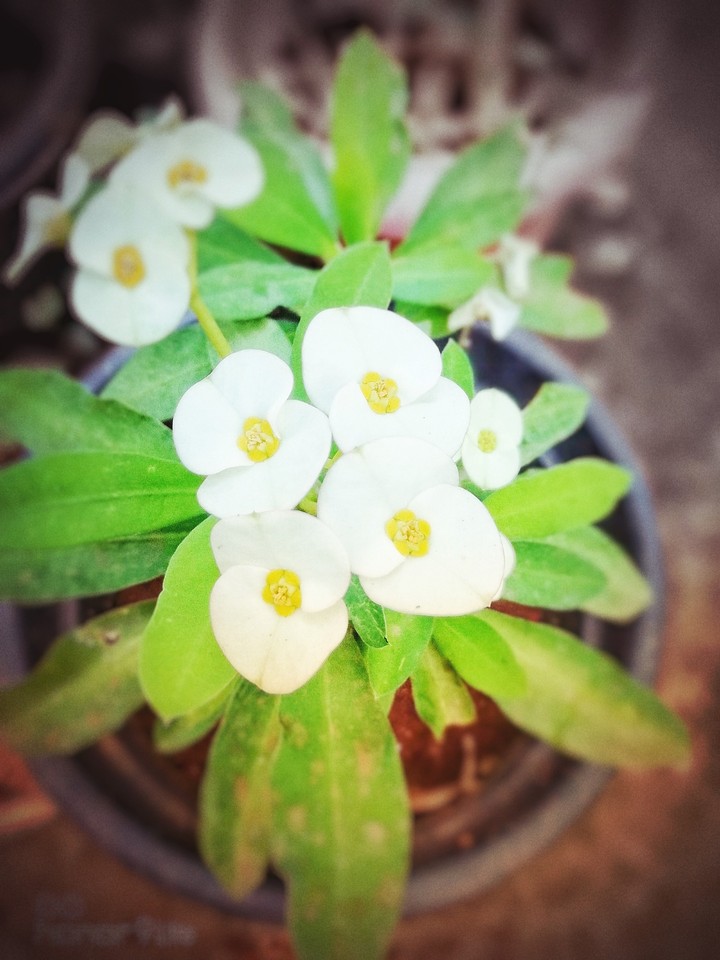 white flower