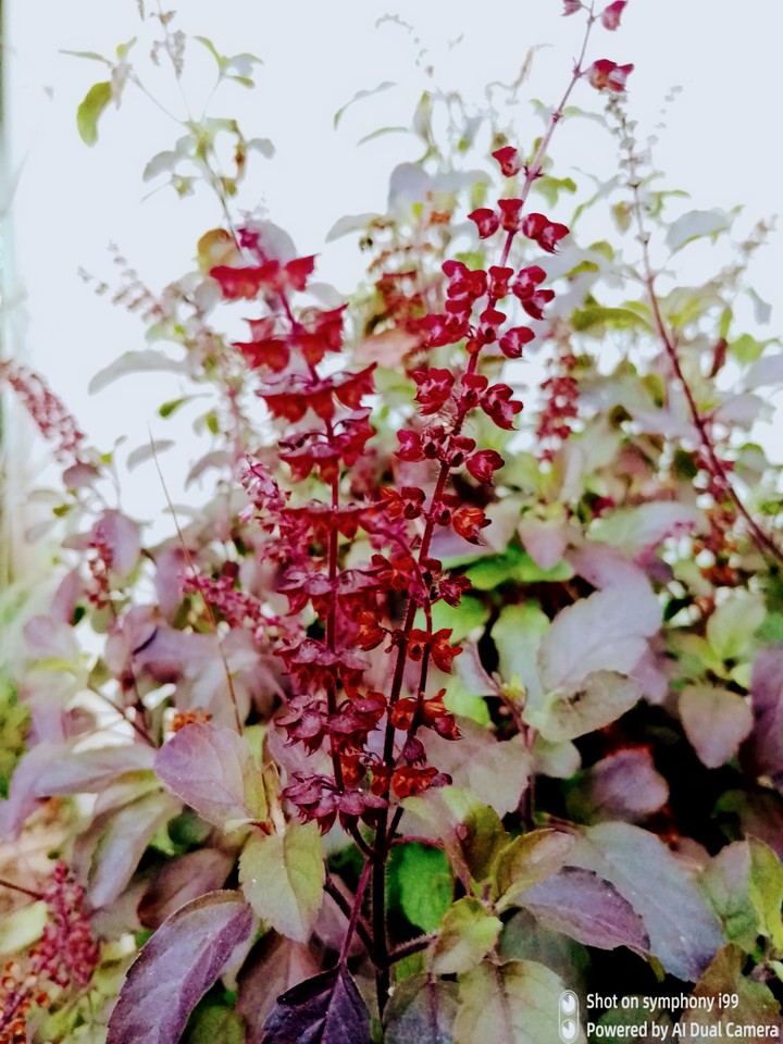 black tulsi