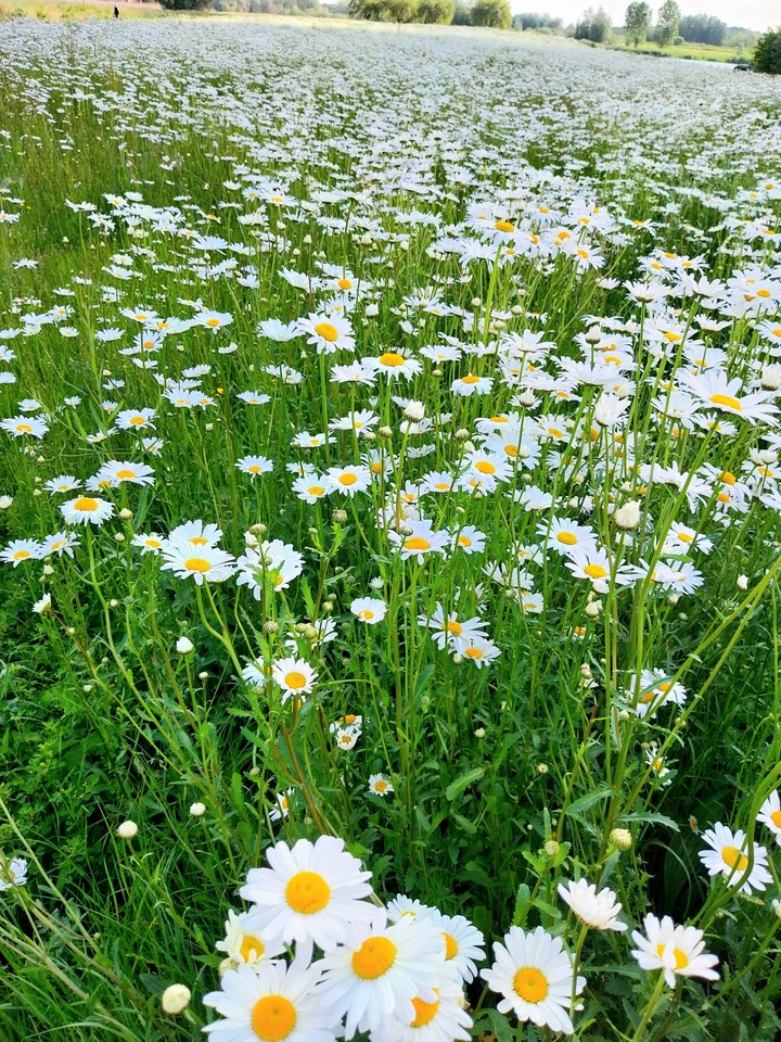 mooie witte margrieten, heel mooi om te zien