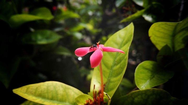 flower