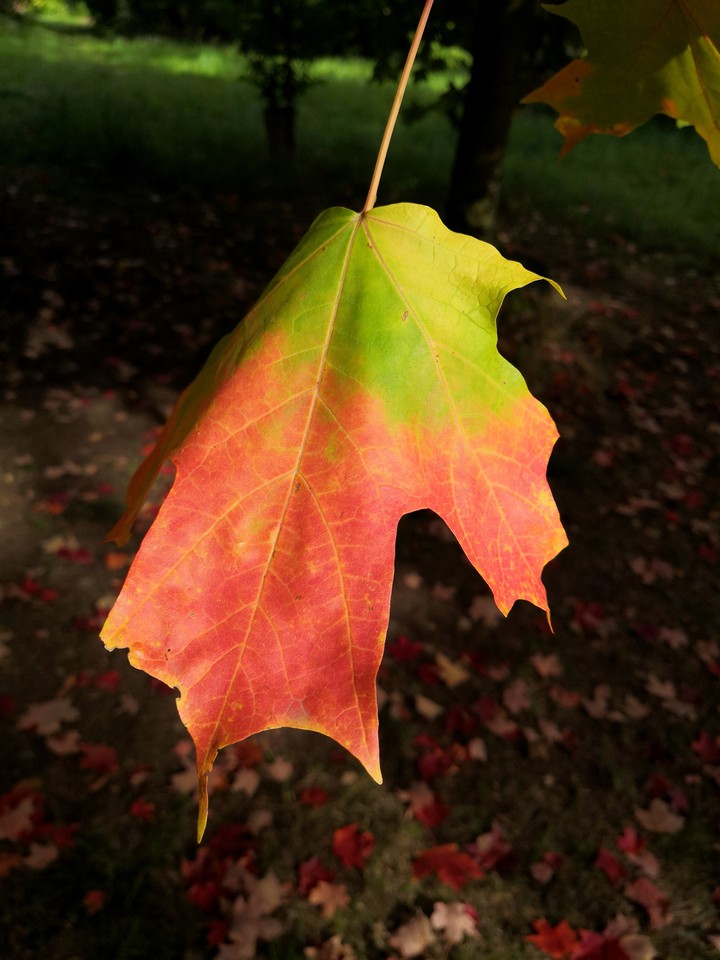 Autumn leave