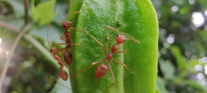 Ant Buddies