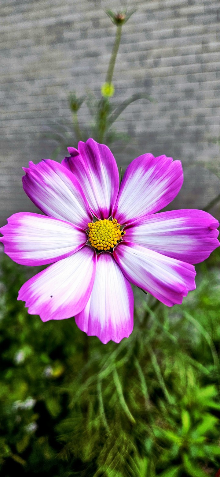 Flower, Petal, Green