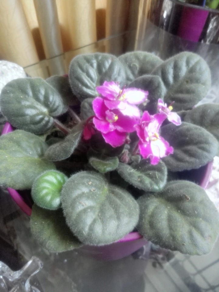 Violeta bicolor blanco y fucsia