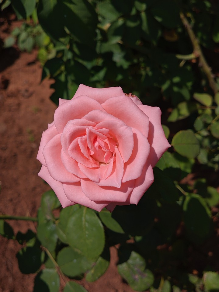beautiful flower