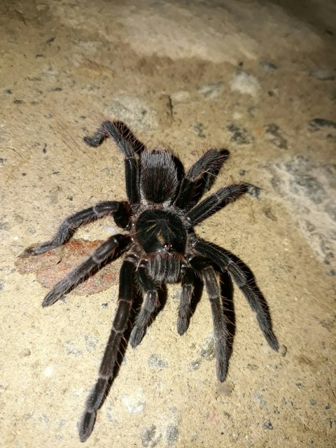 Tarántula