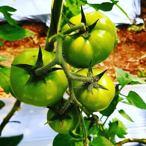 ORGANIC