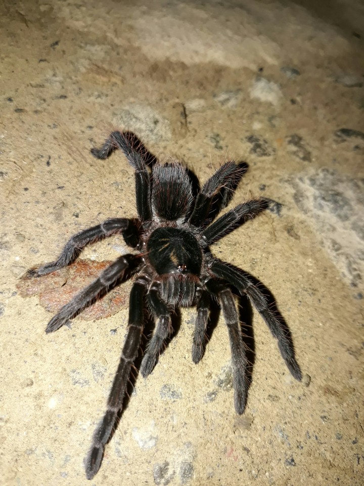 Tarántula