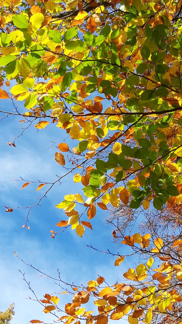 autumn