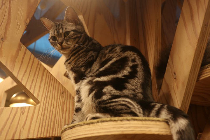 cat