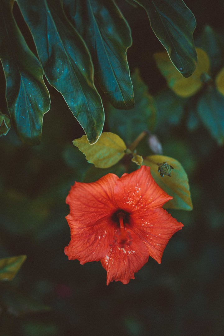 Hibiscus