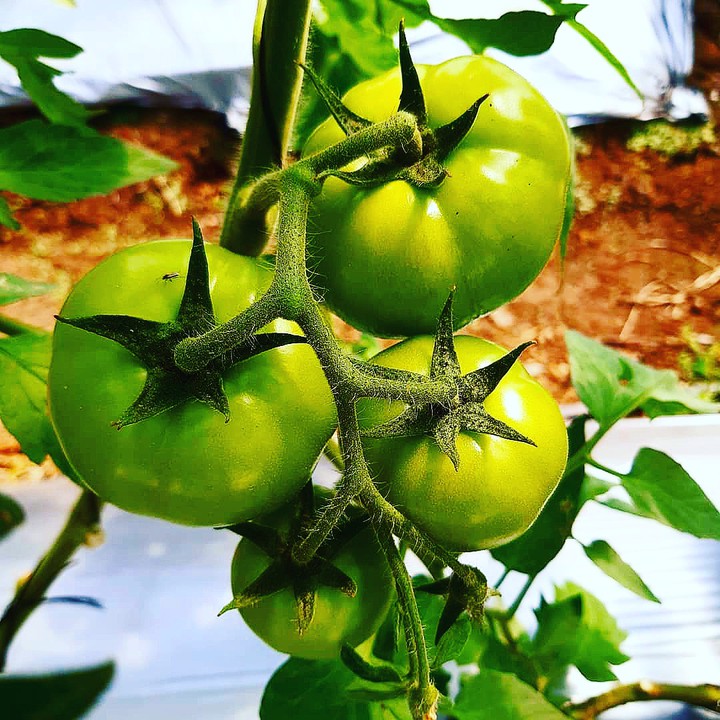 ORGANIC