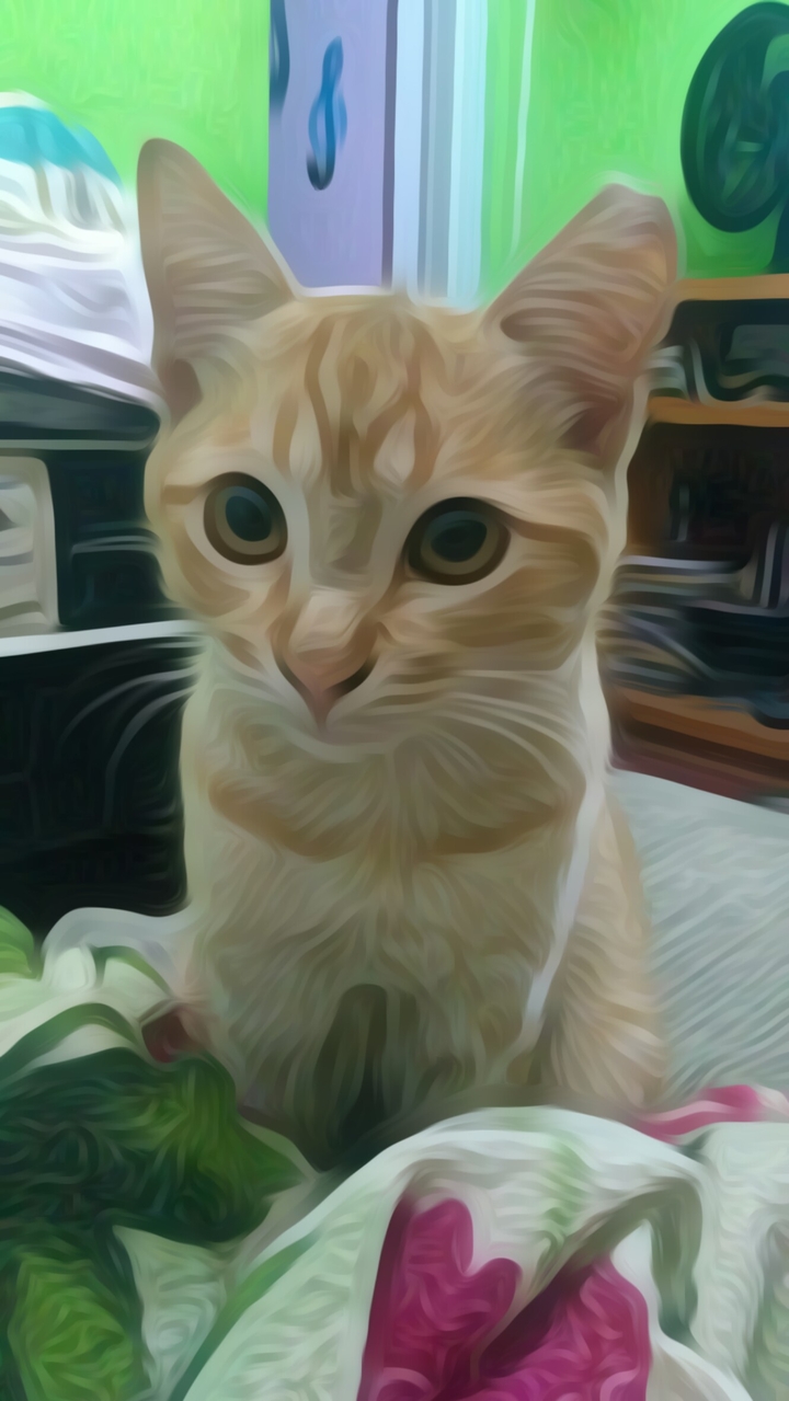Luffy the cat