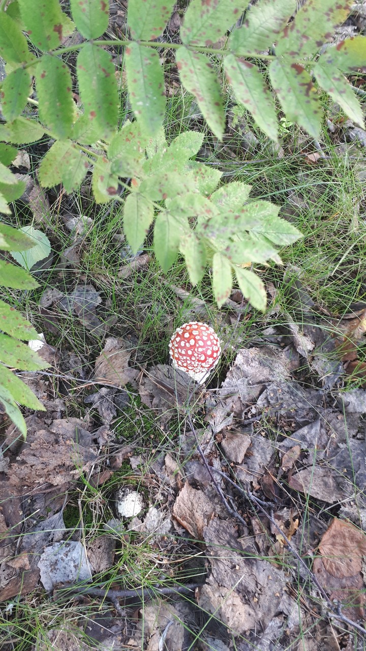 mushroom