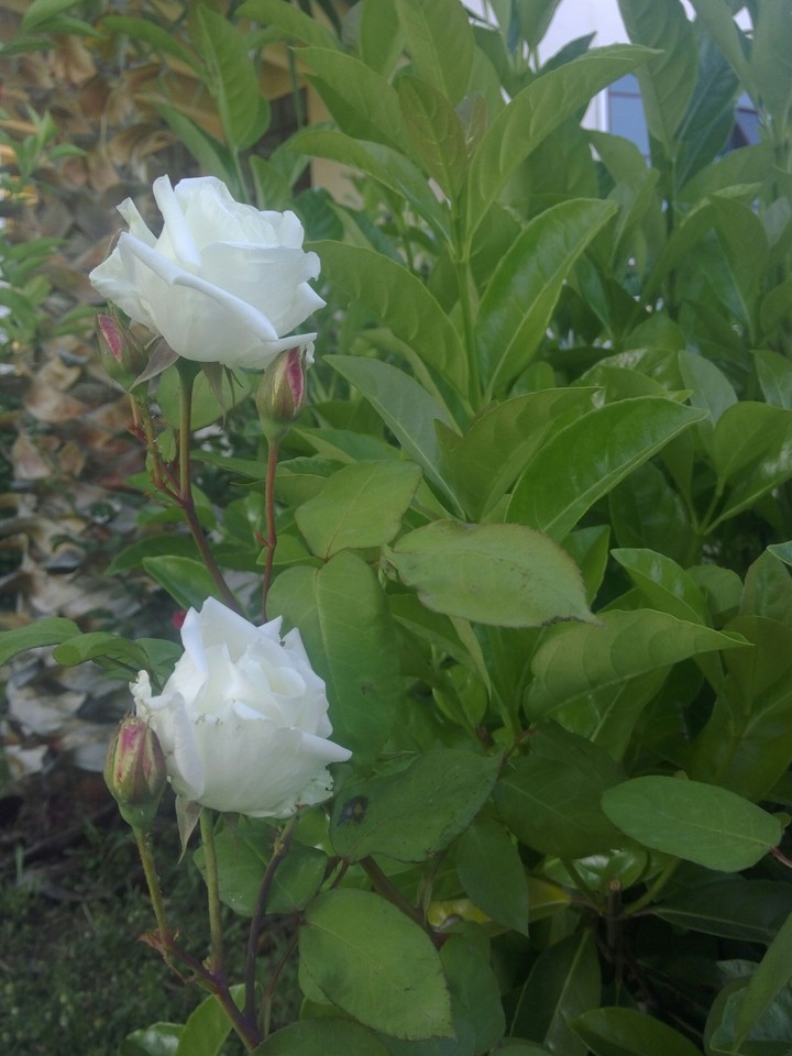 white rose