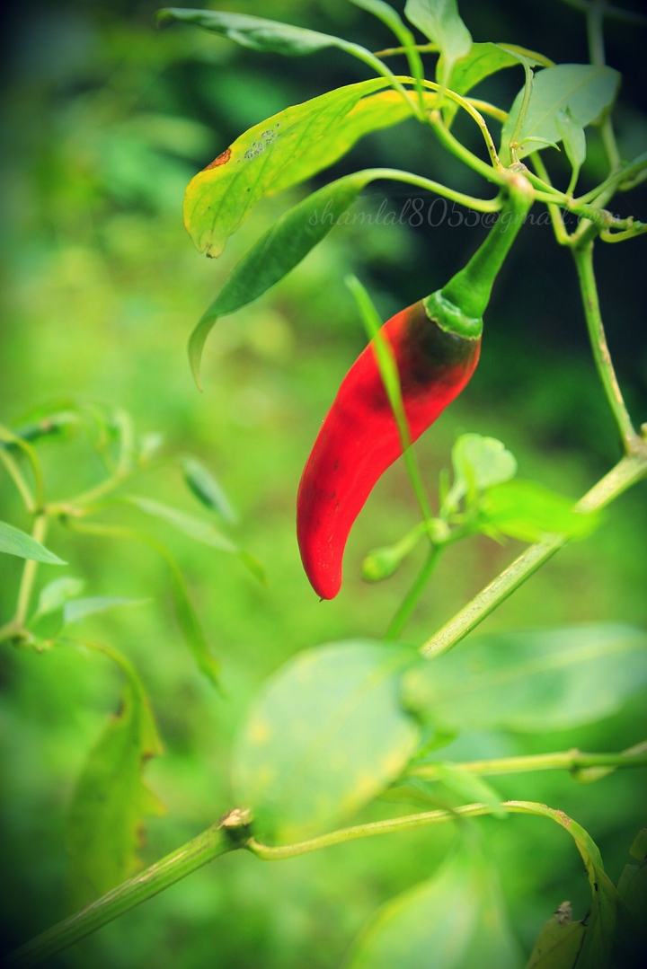 RED CHILLIE