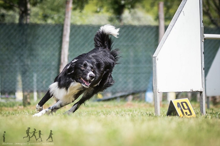 The Border Collie Because There Is No Better Dog