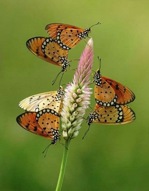 Butterflies