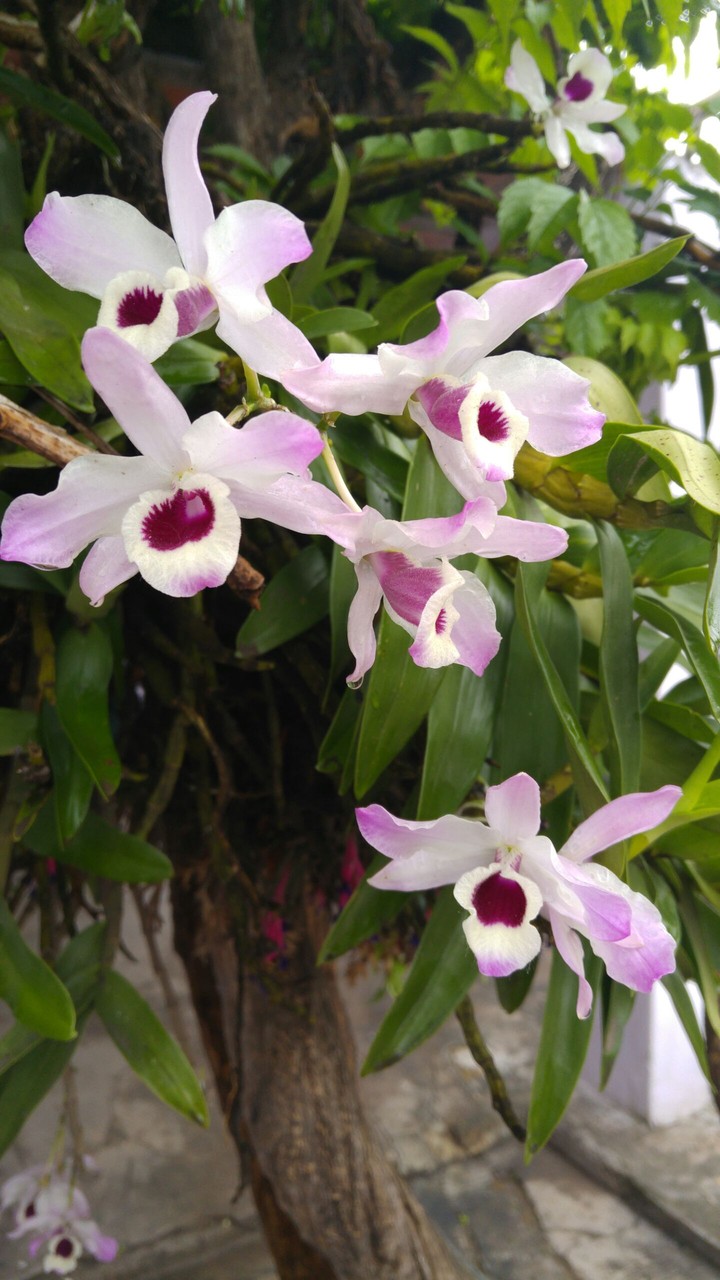 orquideas
