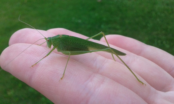 grasshopper