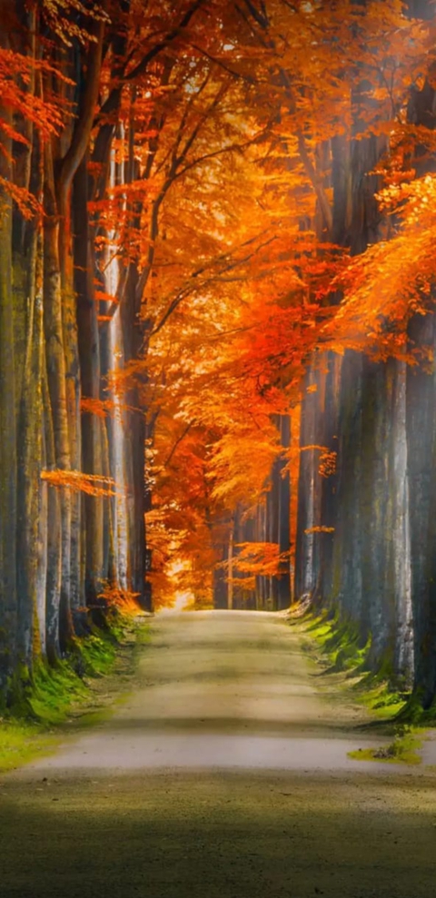 Path ◉‿◉