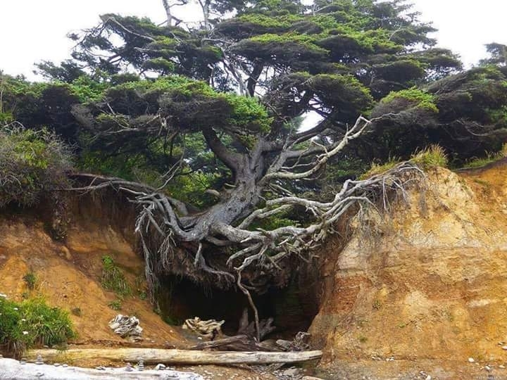 tree