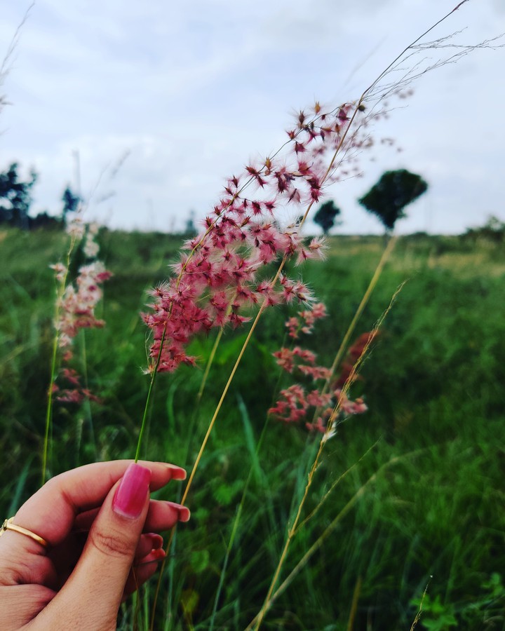 wild flowers