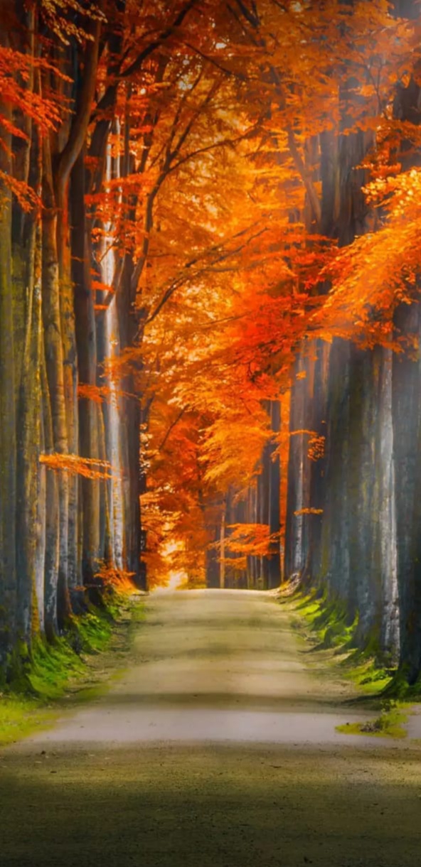 Path ◉‿◉