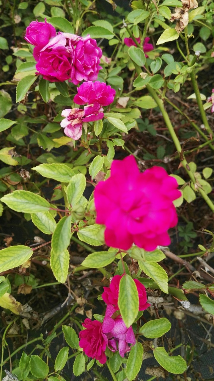 Flores