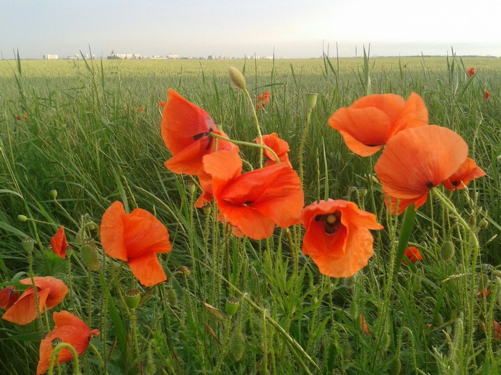 red poppy
