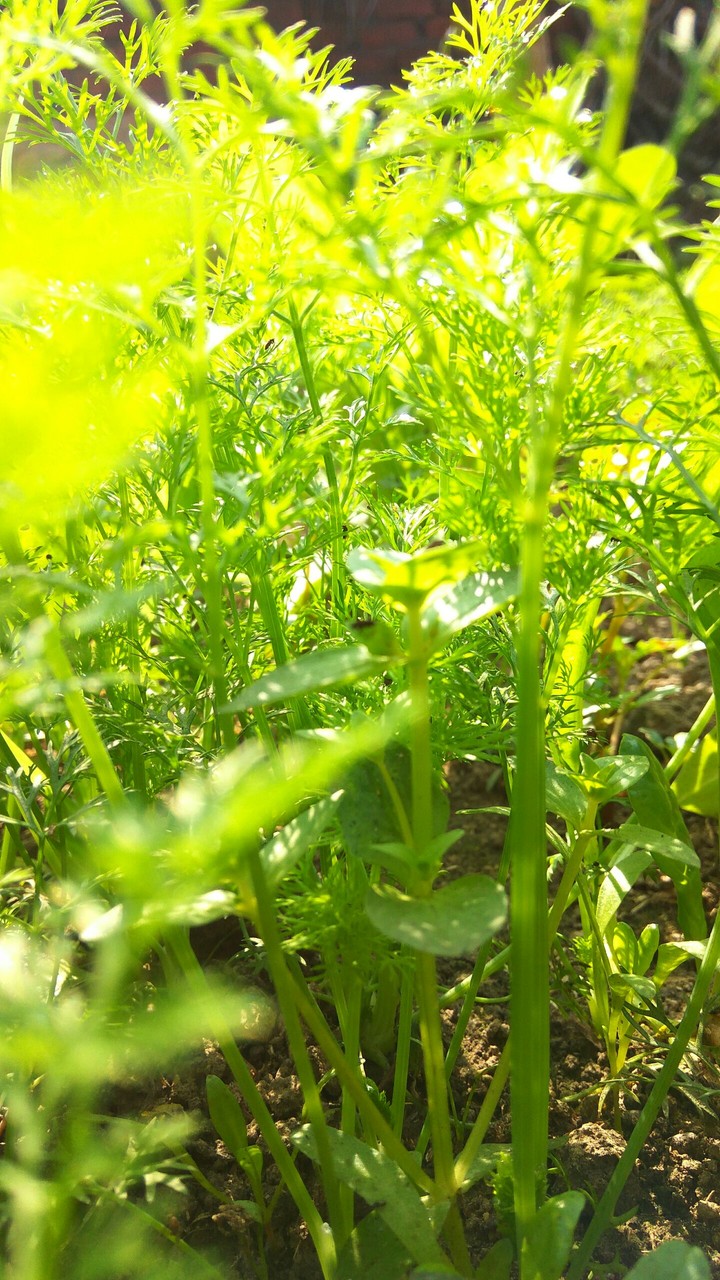 the shiny grass