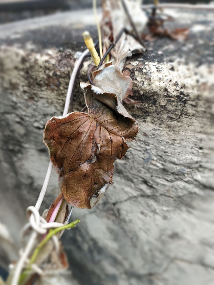 Dry but beautiful