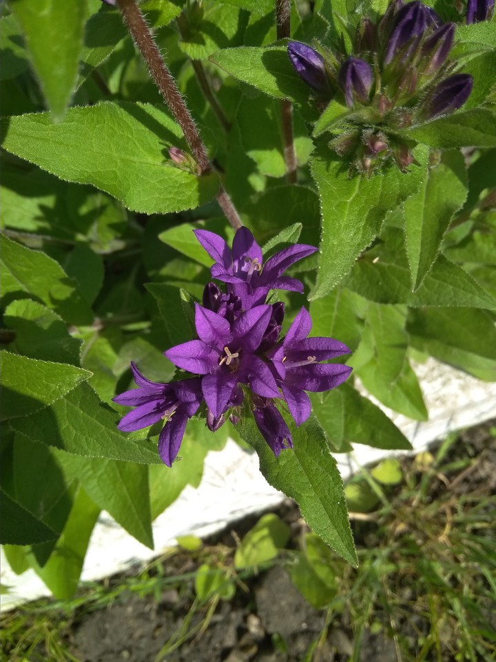 purple