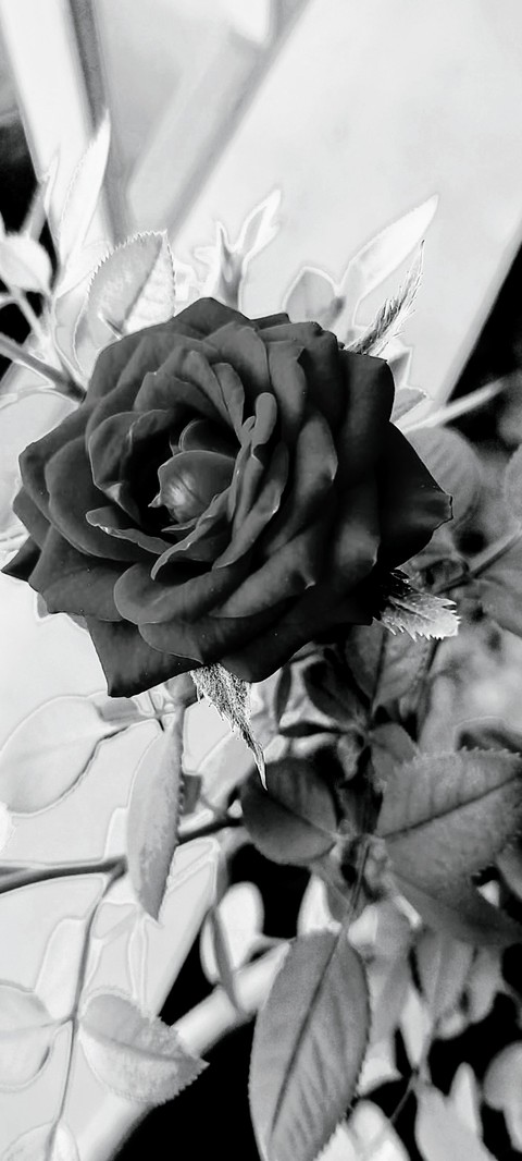 tapety floristry, OGQ
