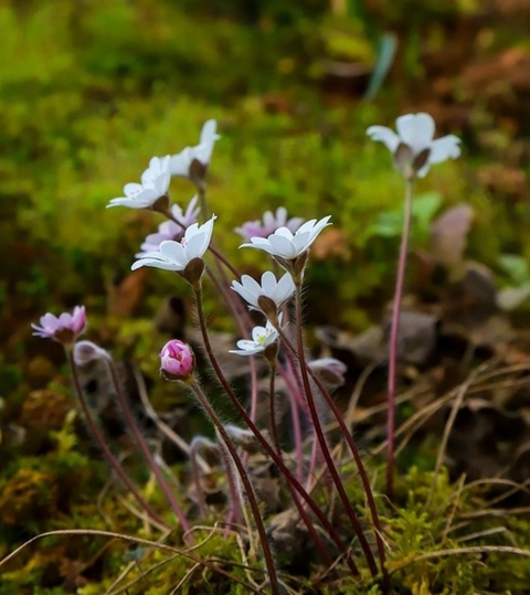 petal, euphrasia duvar kağıtları