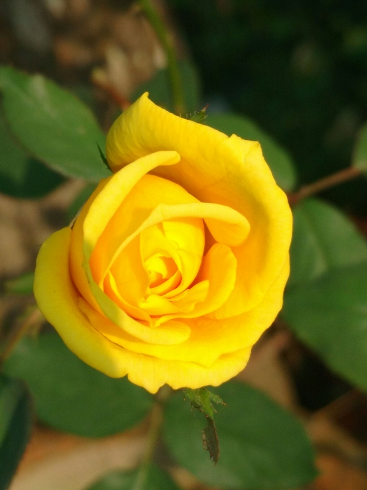 rose