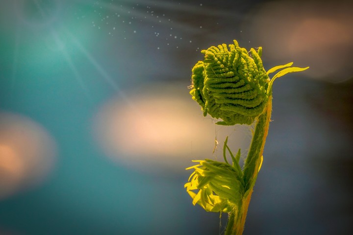 Fern