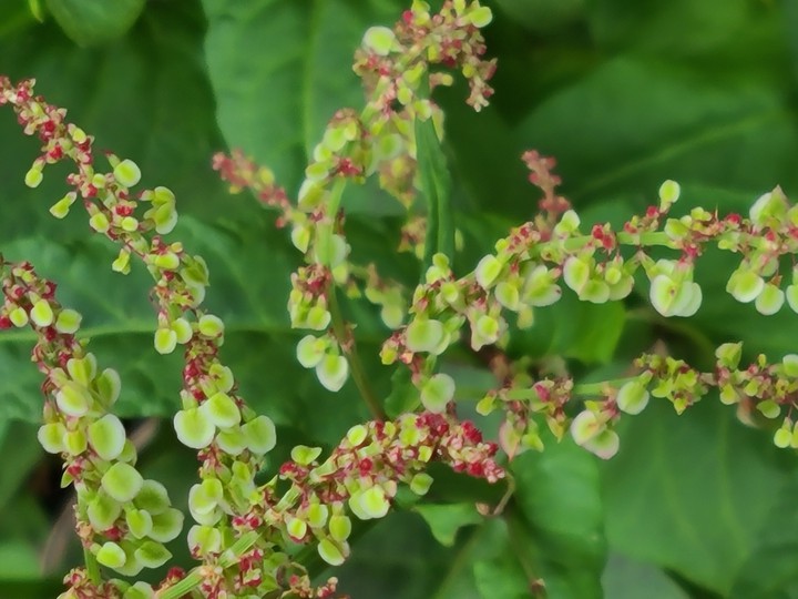 小さな花も自然に溶け込んでる