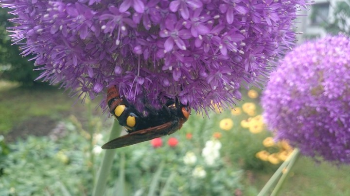 Bigbee