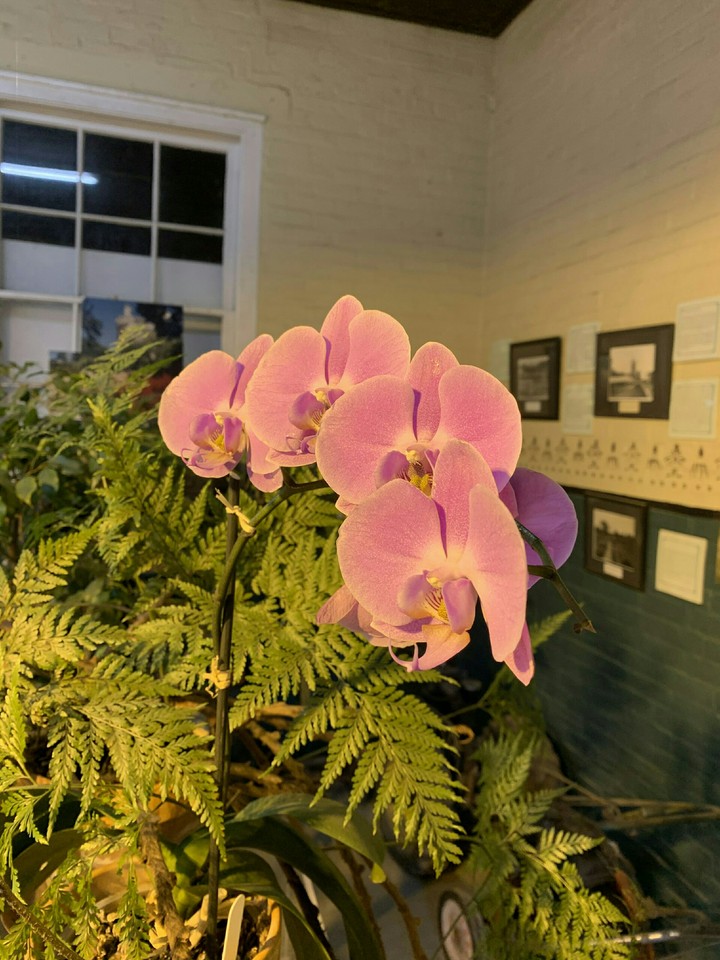 orchid