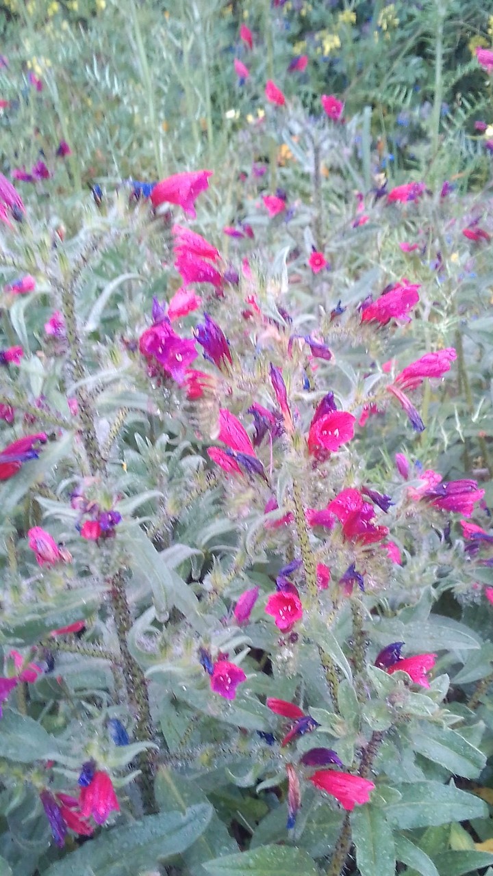 Wild flowers(my garden)