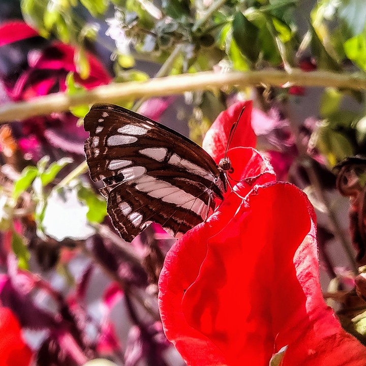 Sweet Butterfly ?