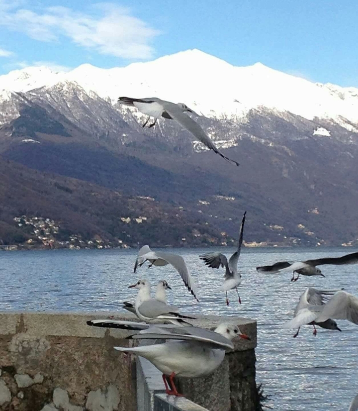 gabbiani sul lago