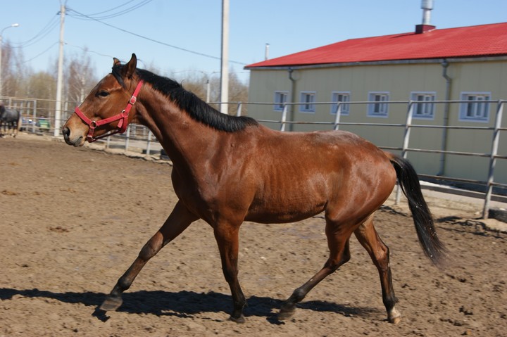 кеша