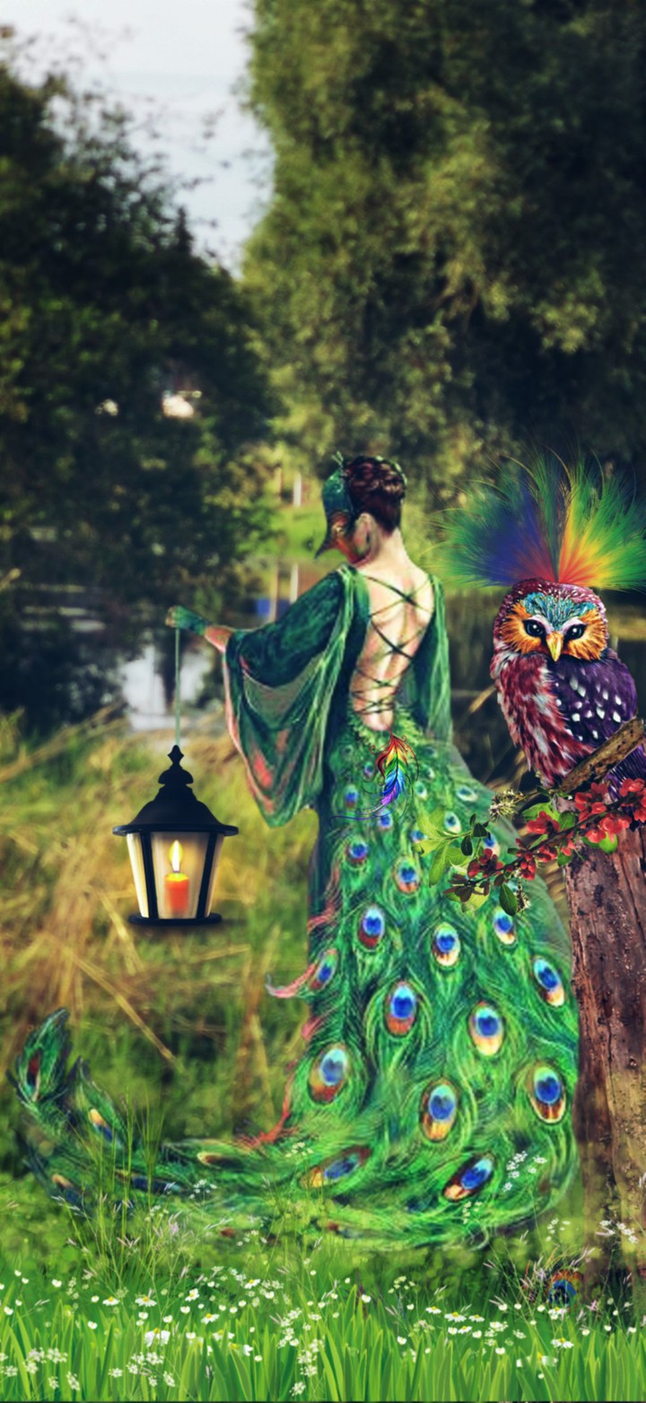 bird, Feder Natur