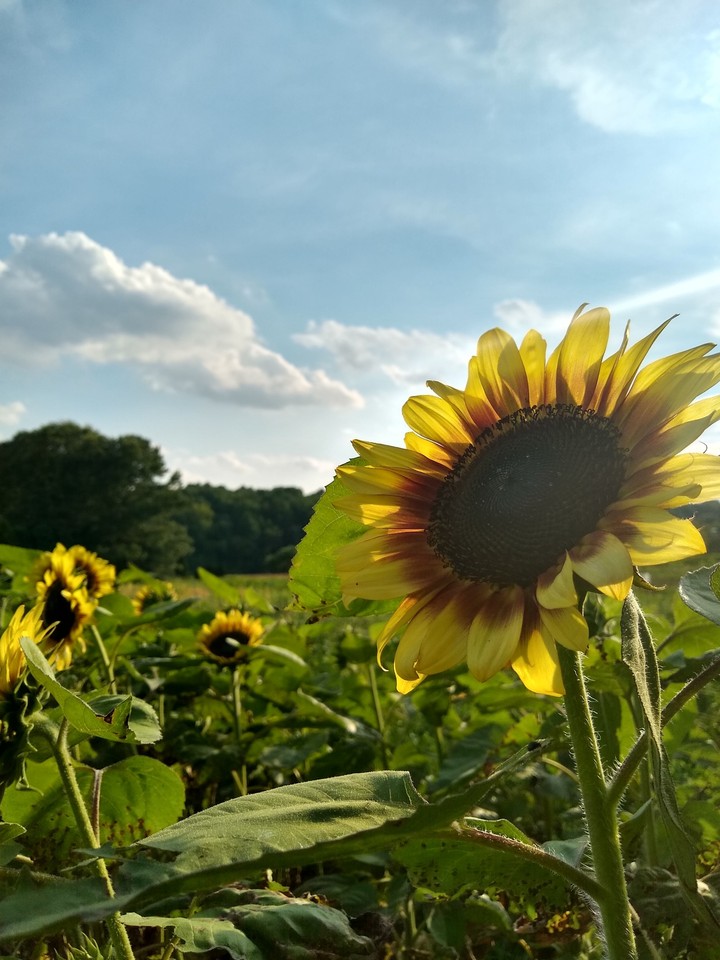 sunflower