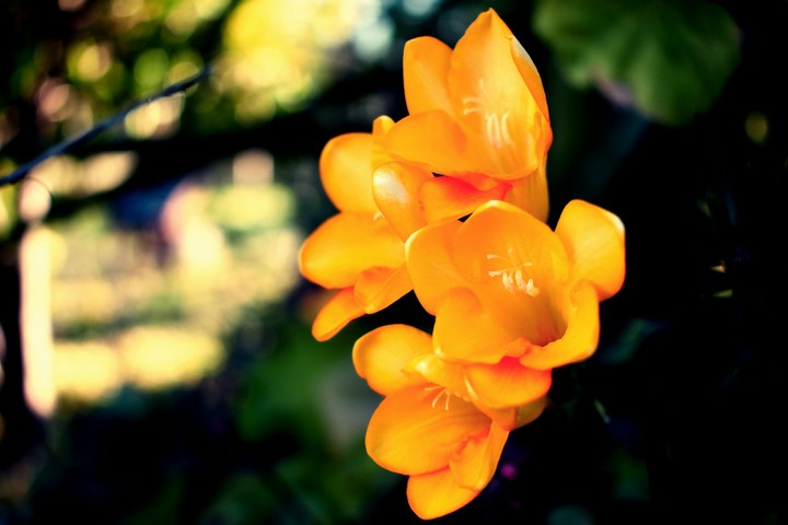 flowers