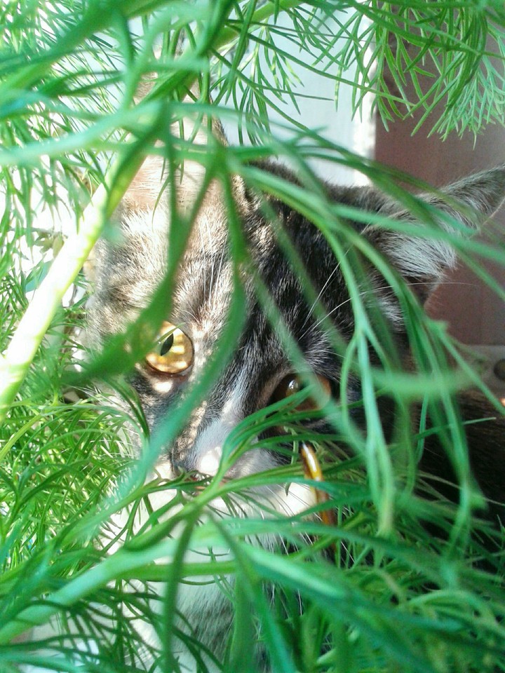 cat(^O^)!