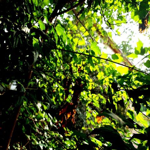 tree