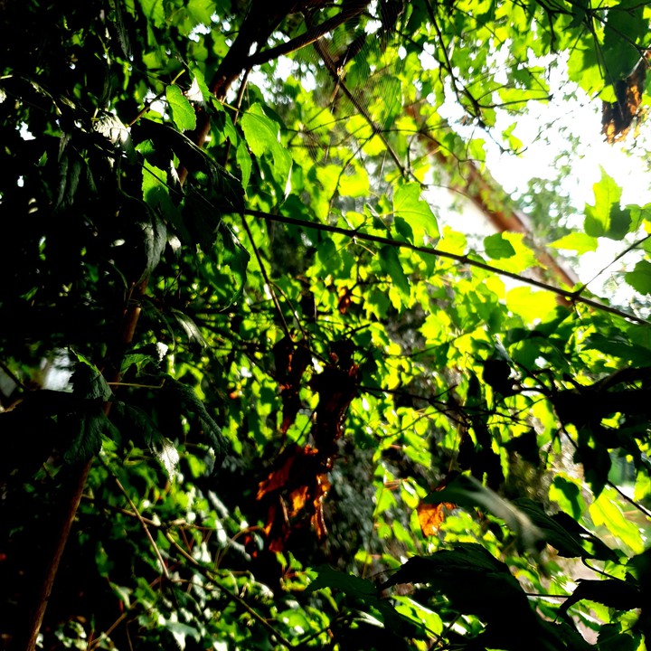 tree
